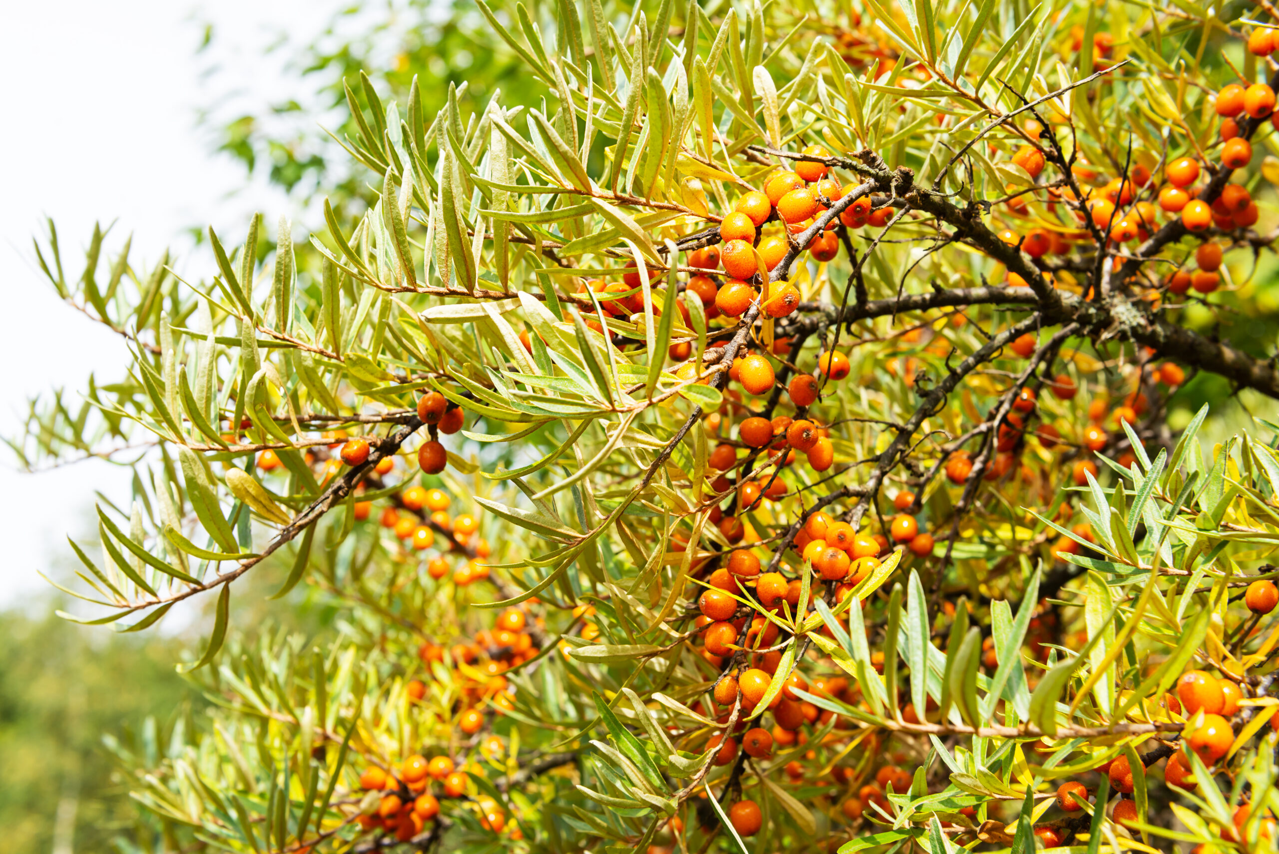 Sea Buckthorn and its Amazing Health Benefits